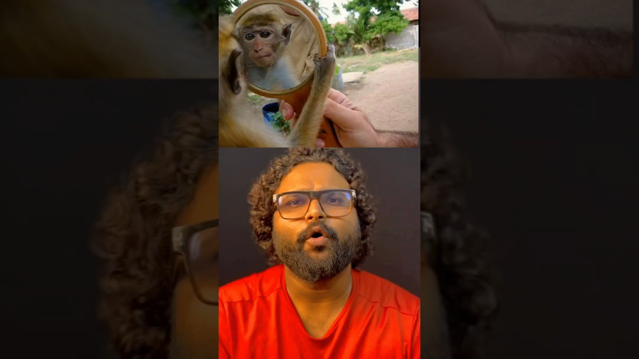 മൃഗങ്ങൾ കണ്ണാടിയിൽ കാണുന്നത് ആരെ 😳👉