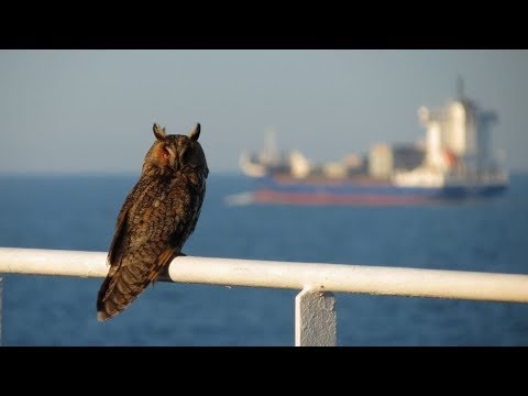 Bird Migration on Merchant Ships