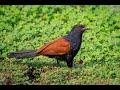 Greater Coucal  Sound Of Greater Coucal