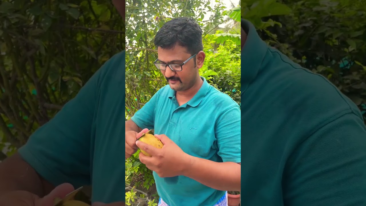 మాతోటలోని మల్లికా Mango #mango #mangoes #mangofarming #farming #farmer #shorts #trending #village