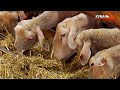 Персики и овцы | Кубанский аграрный клуб