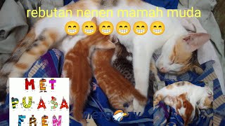Kucing Oren Vs Kucing Oren Rebutan Nenen Mamah Muda