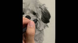 #drawing #charcoal #charcoaldrawing #charcoalpencil #drawing #pet #dog #portrait #portraitdrawing