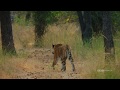 Tiger vs. Peacock | Dynasties Saturday at 9pm | BBC America