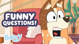 Bluey Asks why   Funny Moment  More Adventures With The Heelers   Bluey