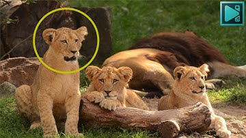 Hoe je iets in VSDC Video Editor kunt omcirkelen