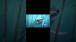 Hungry Shark World - Trailer Oficial 2016
