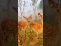 Deer ह रण Cute Deer Deer Cutedeer Soinnocent Shorts Nature Beautifulview ह रण Deer ह रण Cute Deer Deer Cutedeer Soinnocent Shorts Nature Beautifulview ह रण