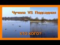 Весенняя охота на озере Олексино Мозырского района