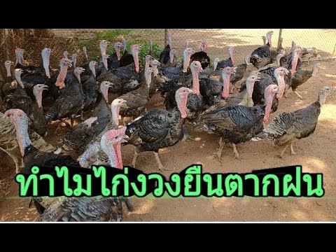 วีดีโอ: เราคุยไก่งวงได้ไหม