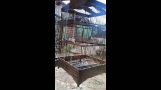 suara burung ciblek tebu ngebren...