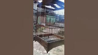suara burung ciblek tebu ngebren...