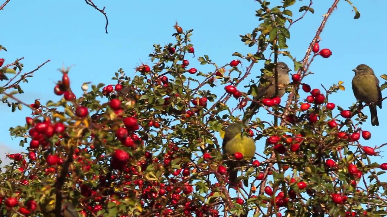 video editing software free Drakensberg siskins