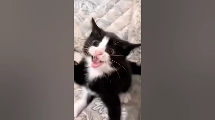 Video 10326311: cat kitten pets funnycat, pet animal funnycat cats, kitten cute pets funnycat, cat kitten pets funny, animal pets angry cat