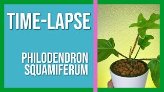 Philodendron Squamiferum Time-Lapse | Watch Plants Grow