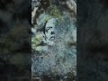Ed O'Brien - Blue Morpho