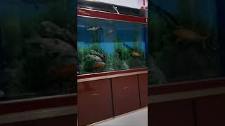 #shorts a fishy on me, koi and goldfish together in aquarium, 3 feet fish tank setup, 4 feet fish ta