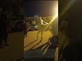 Horse Dancing