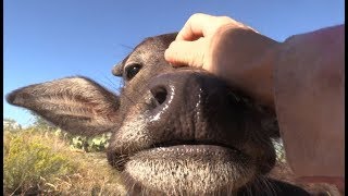 ❤❤ Relax with Nandi the baby Water Buffalo ❤❤ [ASMR] by camelsandfriends 13,187 views 5 years ago 4 minutes, 22 seconds