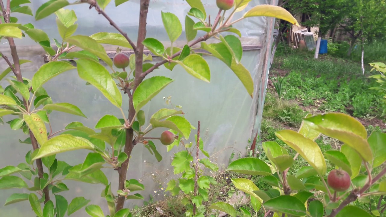 Prun Stanley 14 05 2017😎