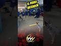 MI PERRO ESPERANDO SU BOLA DE QUESOS.. #HUMOR #VIRAL #CHISME #PARATI #ALOFOKE