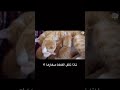 القطط تاكل صغارها 