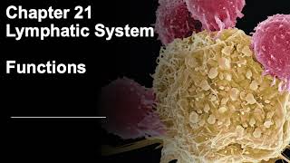 BIOS 254 21.1 Lymphatic - Functions Bios 254 21 1 Lymphatic Tonsils Peyer S Appendix