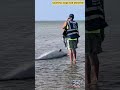 Dolphin stranding leaves 6 dead in rare Cape Cod tragedy