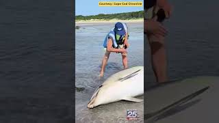 Dolphin stranding leaves 6 dead in rare Cape Cod tragedy
