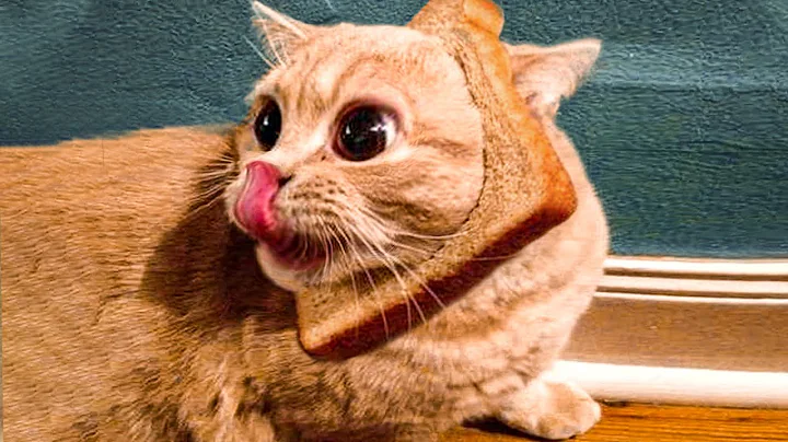 Watch the video about 😂 Funniest Cats 😸 And 🐶 Dogs Videos - Awesome Funny And Cute Pet Videos