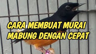 CARA CEPAT MERONTOKAN BULU MURAI BATU PAKAI ULAT KANDANG/BALAP,TEORI ATAU FAKTA.kita buktikan!