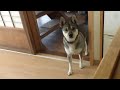 犬語で「サツマイモを早く食べさせろ」と しゃべる犬