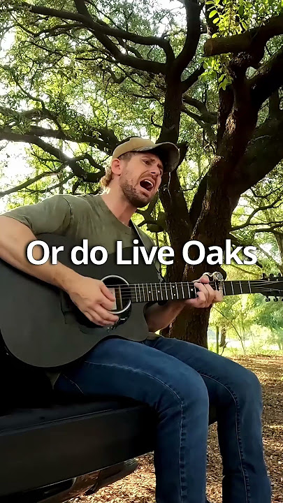 Live Oaks shake full of emptiness #PaxtonTown