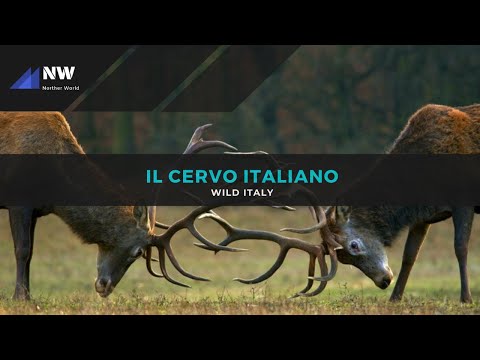 Video: Cervo di David: quattro animali in uno