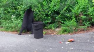 Bear Proof Garbage Cans 101