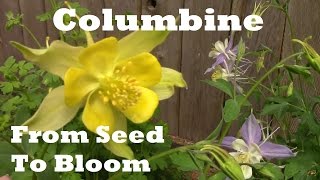 Following Columbine From Seed to Flowering. One year condensed.