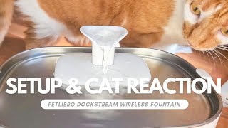 Petlibro Dockstream Wireless Fountain Setup & Cat's First Reaction