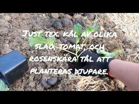 Video: Kan jag använda färsk gödsel i min trädgård?
