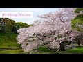 Cherry Blossom in Japan