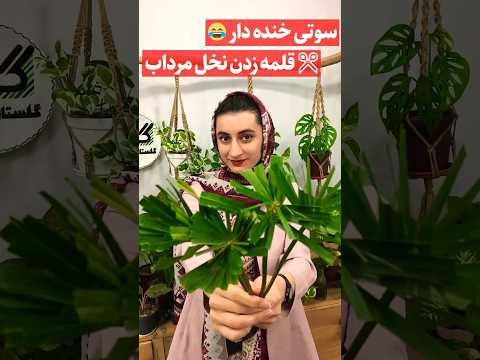 سوتی خنده دار آموزش قلمه زدن نخل مرداب