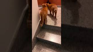 Its cold, we go up! 🐈