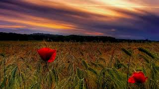 Urfali Mustafa Yetki̇nses - Berde Berde