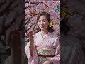 Sakura Dream Walk | Elegant Kimono Beauty Under Cherry Blossoms