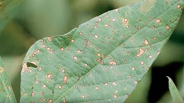 Identifying Septoria Leaf Spot in Soybeans