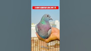 5 New Pigeons Fly 😱 #shorts #minivlog #vlog