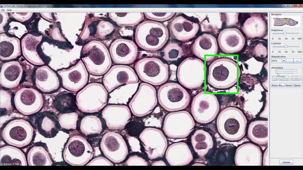 Tutorial Básico de Manejo de Virtual Lab - YouTube