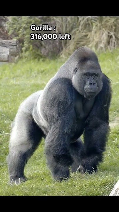 animals that are gonna extinct soon... (sorry for the beat not lining