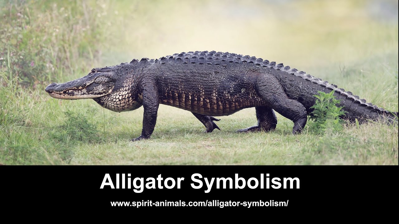 Alligator Symbolism - YouTube