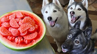 Watermelon Dog Treats  How to make Frozen DIY Dog Treats