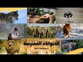 Wild Animals in Arabic for kids, Animal names and sounds in Arabic أصوات الحيوانات بالعربية